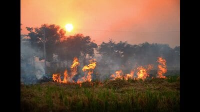 Haryana government on Friday apprised the Commission for Air Quality Management (CAQM) in National Capital Region (NCR) about the “stringent measures” taken to reduce stubble burning cases. (PTI) Haryana government on Friday apprised the Commission for Air Quality Management (CAQM) in National Capital Region (NCR) about the “stringent measures” taken to reduce stubble burning cases. (PTI)