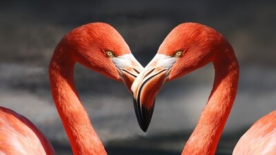 Daily Love and Relationship Horoscope 2023: Find out love predictions for November 4. Daily Love and Relationship Horoscope 2023: Find out love predictions for November 4.