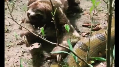 Snapshot of the sloth crossing the snake. Snapshot of the sloth crossing the snake.