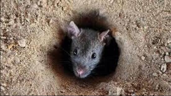 Following an appeal from People for the Ethical Treatment of Animals (PETA) India, the director general of animal husbandry and dairying, Haryana, issued a circular instructing officials concerned to comply with advisories circulated by the Animal Welfare Board of India (AWBI) against glue traps for catching rodents. (HT File)