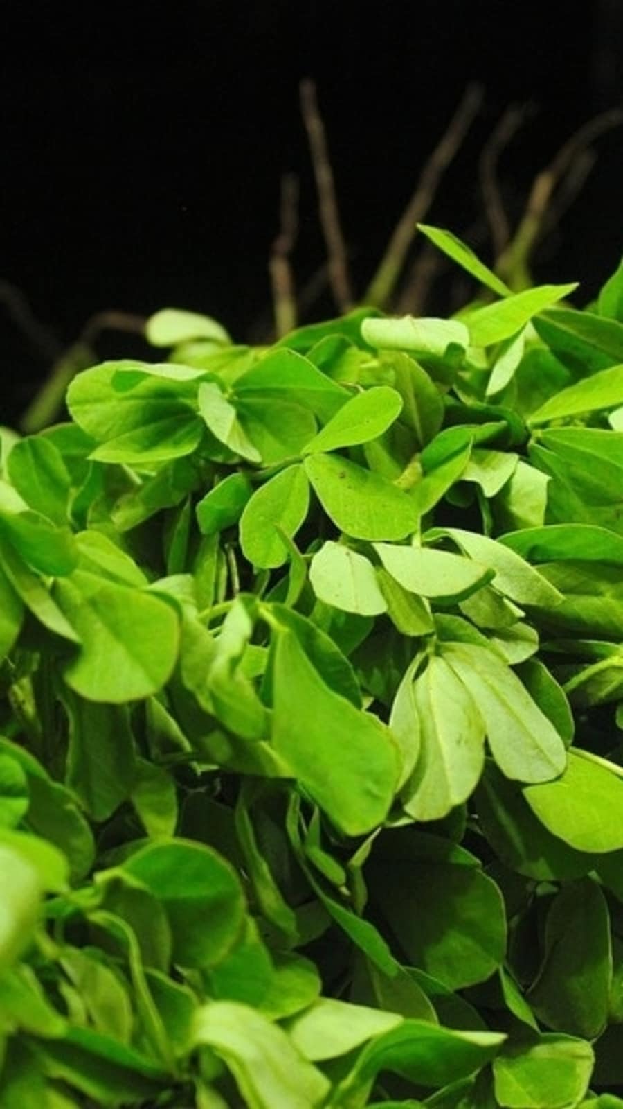 methi_leaves_1667029302951