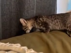 The image shows a cat perched on top of a bed.