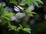 Custard_apple