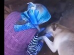 Snapshot of the mama dog thanking the woman. Snapshot of the mama dog thanking the woman.