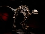 The skeleton of an adult dinosaur 
