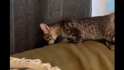 The image shows a cat perched on top of a bed. (Reddit/@Boojibs) The image shows a cat perched on top of a bed. (Reddit/@Boojibs)