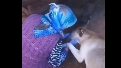 Snapshot of the mama dog thanking the woman. (X/@buitengebieden) Snapshot of the mama dog thanking the woman. (X/@buitengebieden)