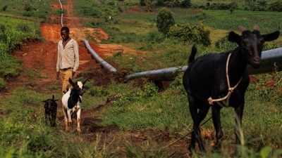 A local farmer herds livestock near a section of the Kingfisher Feeder Pipeline, part of the East African Crude Oil Pipeline (EACOP), in Kikuube, Uganda, on Tuesday, Oct. 24, 2023. The $4 billion EACOP infrastructure will transport 16,000 barrels of oil a day from Western Uganda to Tanzania's Tanga port on the Indian Ocean coast. Photographer: Luke Dray/Bloomberg (Bloomberg) A local farmer herds livestock near a section of the Kingfisher Feeder Pipeline, part of the East African Crude Oil Pipeline (EACOP), in Kikuube, Uganda, on Tuesday, Oct. 24, 2023. The $4 billion EACOP infrastructure will transport 16,000 barrels of oil a day from Western Uganda to Tanzania's Tanga port on the Indian Ocean coast. Photographer: Luke Dray/Bloomberg (Bloomberg)