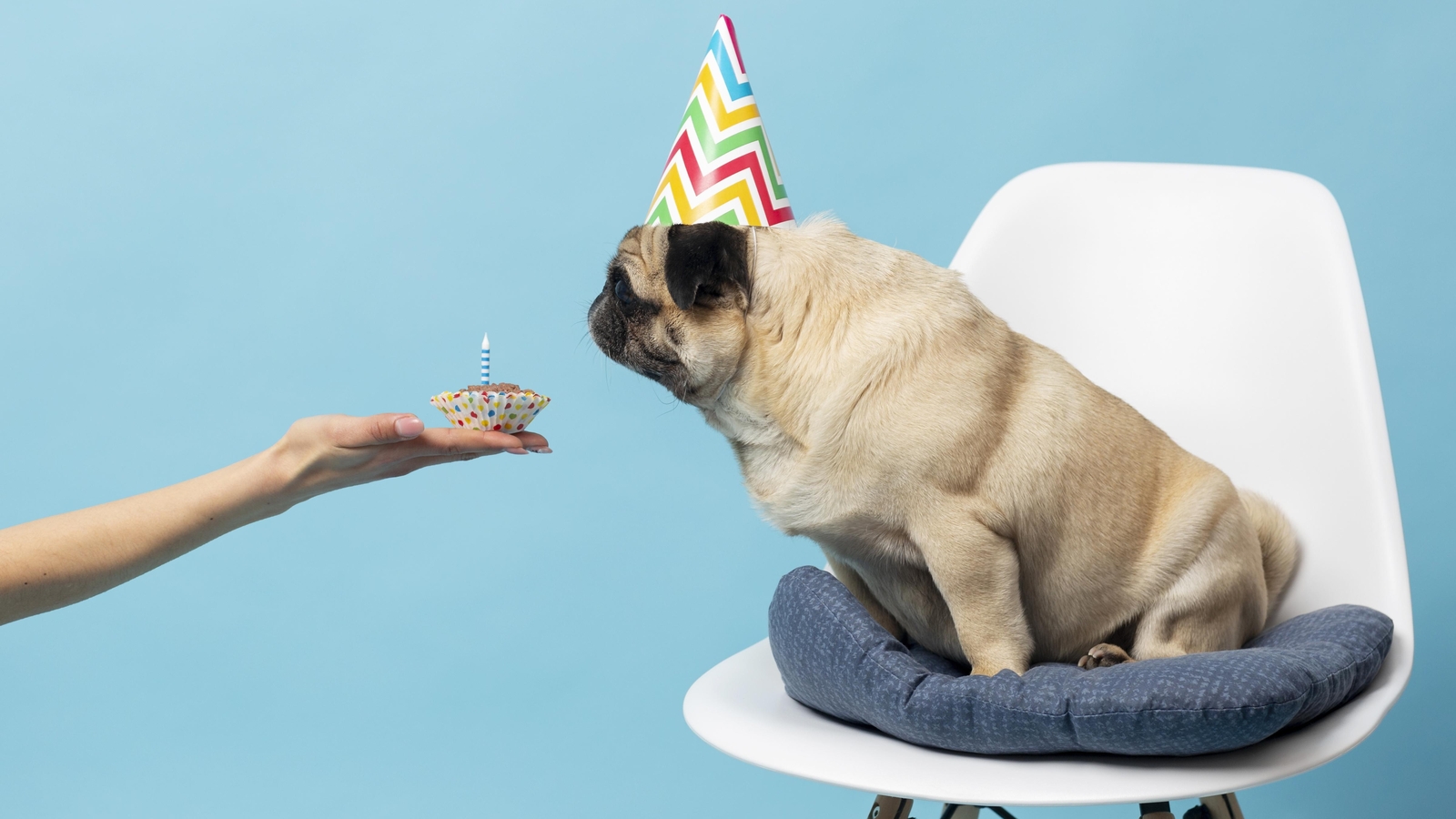 Diwali delicacies: 4 delectable homemade pet treats for your fur babies - Vimarsana News