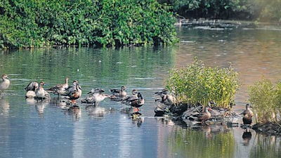 1000 migratory ducks arrive to Navi Mumbai from Central Asia 1000 migratory ducks arrive to Navi Mumbai from Central Asia
