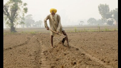 The heat-tolerant variety was developed and released by the Punjab Agriculture University last year. (File) The heat-tolerant variety was developed and released by the Punjab Agriculture University last year. (File)
