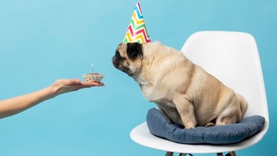 Diwali delicacies: 4 delectable homemade pet treats for your fur babies (Freepik) Diwali delicacies: 4 delectable homemade pet treats for your fur babies (Freepik)