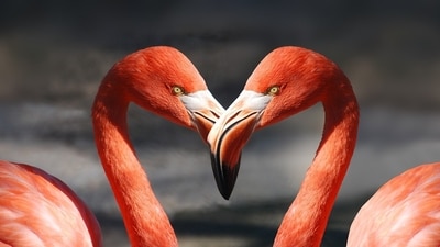 Weekly Love and Relationship Horoscope 2023: Find out love predictions for Nov 6-12 Weekly Love and Relationship Horoscope 2023: Find out love predictions for Nov 6-12