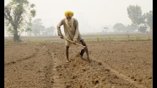 The heat-tolerant variety was developed and released by the Punjab Agriculture University last year. (File)
