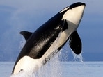 Killer Whales are also known as orcas Killer Whales are also known as orcas
