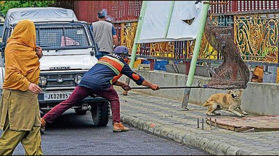 5,000 dogs been sterilised in 4 months, which is 10% of Kashmir’s stray dog population. (Waseem Andrabi/ht)