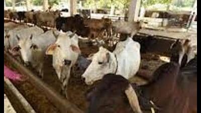 According to the spokesman, chief minister Yogi Adityanath has issued an order that the counting in all three categories be conducted on priority to be followed by geo-tagging of all cows. (FOR REPRESENTATION) According to the spokesman, chief minister Yogi Adityanath has issued an order that the counting in all three categories be conducted on priority to be followed by geo-tagging of all cows. (FOR REPRESENTATION)