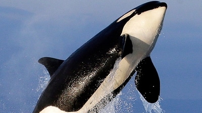 Killer Whales are also known as orcas (AP)