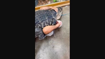 The image shows a zookeeper hugging a huge alligator. (Instagram/@jayprehistoricpets) The image shows a zookeeper hugging a huge alligator. (Instagram/@jayprehistoricpets)