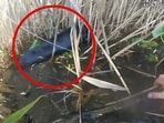 New York police officers rescuing a dog from a pond. 