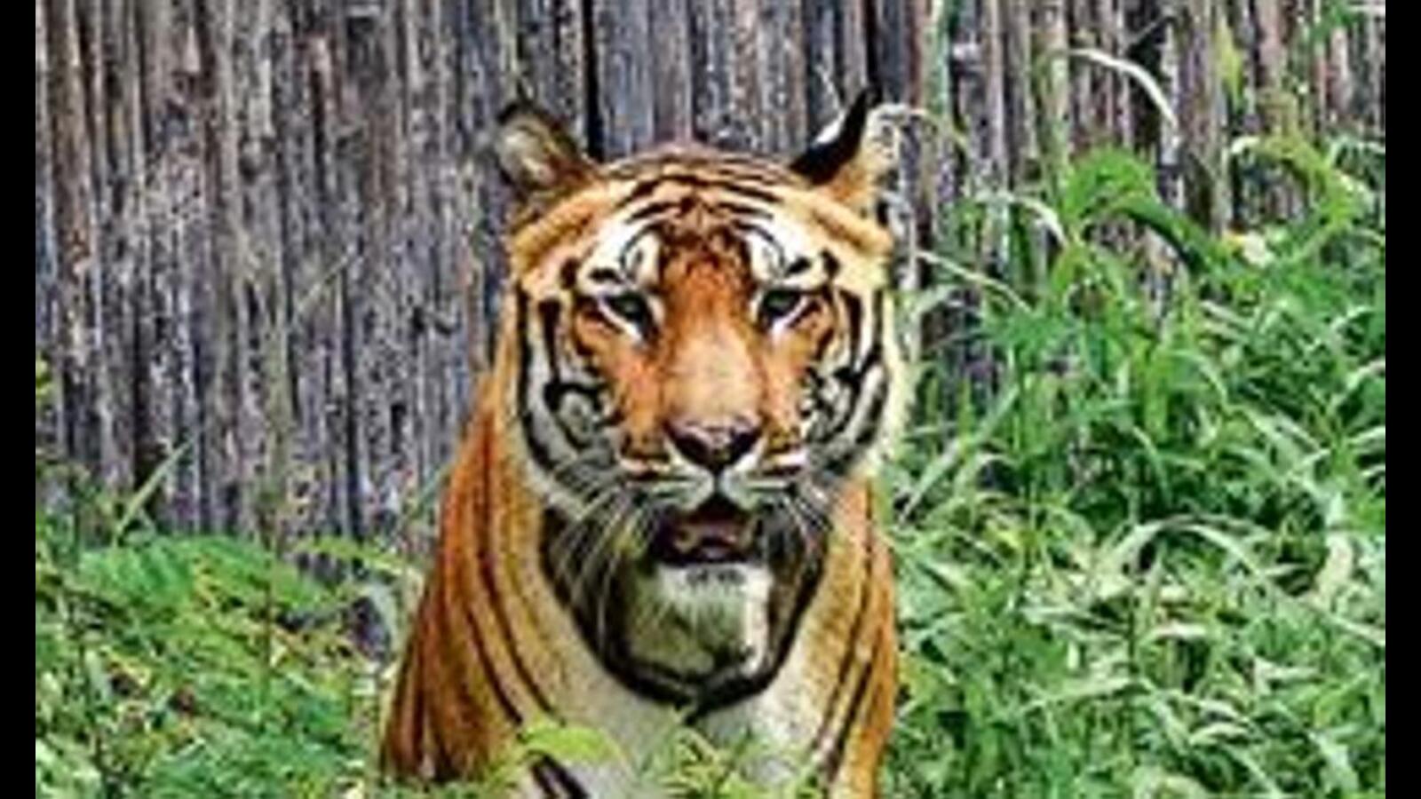 Elusive tiger kills 42-year-old man in Karnataka's Chamarajanagara district | Latest News India - Vimarsana News
