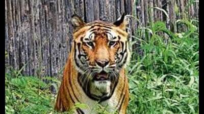 According to forest officials, the incident occurred at the Moleyur range forest area in Saraguru taluk in Chamarajanagara district According to forest officials, the incident occurred at the Moleyur range forest area in Saraguru taluk in Chamarajanagara district