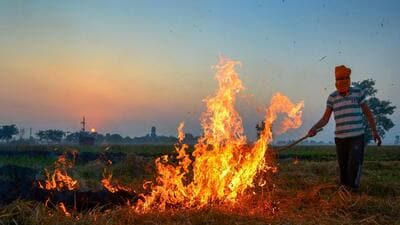 According to official data from the two states, Punjab has recorded 20,978 fires this season so far while the total incidents in Hayana reached 1,605. (PTI) According to official data from the two states, Punjab has recorded 20,978 fires this season so far while the total incidents in Hayana reached 1,605. (PTI)