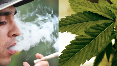 A study of 28,535 marijuana users with cardiovascular risk factors found that 20% had a major heart or brain event, while 13.9% died or had serious complications. (AP) A study of 28,535 marijuana users with cardiovascular risk factors found that 20% had a major heart or brain event, while 13.9% died or had serious complications. (AP)