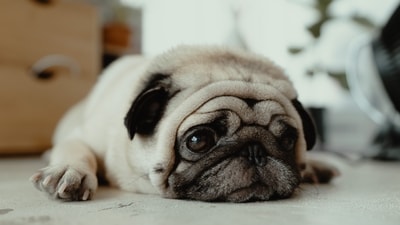 Is your dog losing interest in exercise? It could be hypothyroidism (Unsplash/C Gellidon) Is your dog losing interest in exercise? It could be hypothyroidism (Unsplash/C Gellidon)