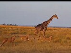 Snapshot of the lions running behind the giraffe. 