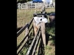 Cat counting sheeps entering in a pen. 
