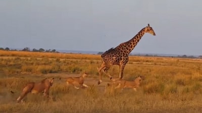 Snapshot of the lions running behind the giraffe. (YouTube/@Latest Sightings) Snapshot of the lions running behind the giraffe. (YouTube/@Latest Sightings)
