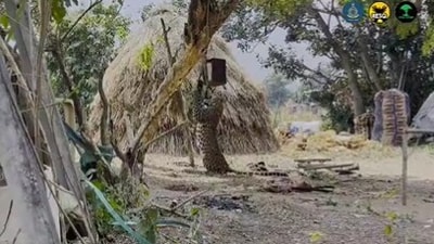 The image shows a leopard hanging from a tree. (X/@neha_panchamiya) The image shows a leopard hanging from a tree. (X/@neha_panchamiya)