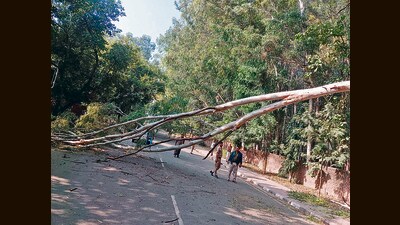 The incident took place around 9.40 am while the duo was moving near the Panjab University alumni house gate in Chandigarh. (HT Photo)