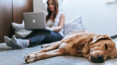 Poor air quality doesn't only affect human health but also poses a significant risk to our pets. With Delhi's air quality now in the 'severe' category, it is crucial to prioritize the well-being of both you and your pets. The dense smoke can lead to respiratory problems, chest discomfort, and asthma-like symptoms in pets. Here are some tips to ensure the safety of your pets during outdoor air quality alerts. (Unsplash) Poor air quality doesn't only affect human health but also poses a significant risk to our pets. With Delhi's air quality now in the 'severe' category, it is crucial to prioritize the well-being of both you and your pets. The dense smoke can lead to respiratory problems, chest discomfort, and asthma-like symptoms in pets. Here are some tips to ensure the safety of your pets during outdoor air quality alerts. (Unsplash)