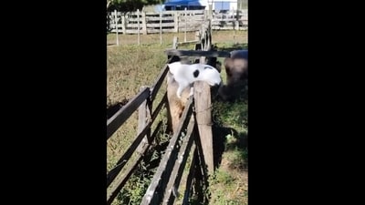 Cat counting sheeps entering in a pen. (X/@buitengebieden) Cat counting sheeps entering in a pen. (X/@buitengebieden)