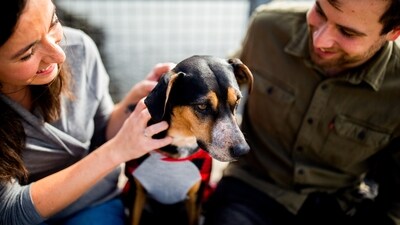 Air pollution can have significant consequences for animals, much like its impact on humans. It's crucial to closely monitor your pets during periods of poor air quality to prevent any potential adverse health effects. (Unsplash) Air pollution can have significant consequences for animals, much like its impact on humans. It's crucial to closely monitor your pets during periods of poor air quality to prevent any potential adverse health effects. (Unsplash)