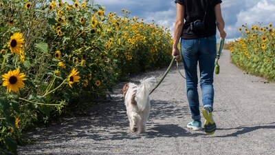 Avoid going on walks during or immediately after rush hour. Vehicle exhaust and smog levels can be higher when roads are busier. (Unsplash) Avoid going on walks during or immediately after rush hour. Vehicle exhaust and smog levels can be higher when roads are busier. (Unsplash)