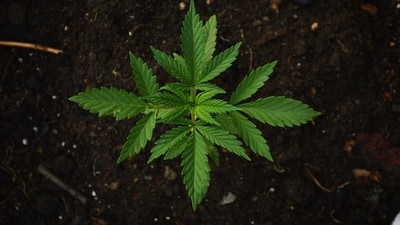 Passage of Issue 2 makes Ohio the 24th state to allow adult cannabis use for non-medical purposes. (Unsplash) Passage of Issue 2 makes Ohio the 24th state to allow adult cannabis use for non-medical purposes. (Unsplash)