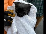 Snapshot of the cat rescued from the sewer. Snapshot of the cat rescued from the sewer.