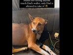 Snapshot of dog guarding dad's wallet. 