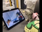 The image shows a kitten watching the Tom and Jerry show. 