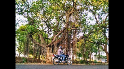 A Banyan tree has the ability to survive for hundreds of years in a tropical climate. (HT Photo) A Banyan tree has the ability to survive for hundreds of years in a tropical climate. (HT Photo)