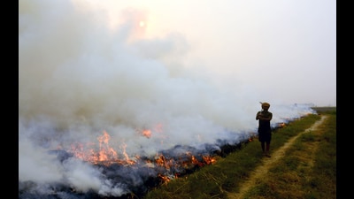 A farmer burns paddy stubble in a field near Patiala on Thursday. (ANI) A farmer burns paddy stubble in a field near Patiala on Thursday. (ANI)