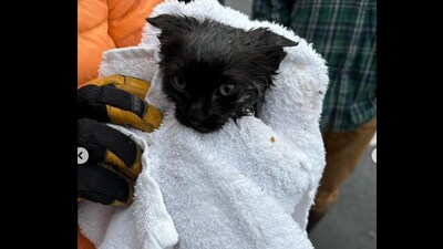 Snapshot of the cat rescued from the sewer. (Instagram/@Park City Fire District ) Snapshot of the cat rescued from the sewer. (Instagram/@Park City Fire District )