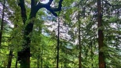 The district has jungles spread over 3,32,229 hectares, covering over 9 per cent of the total area . (Pic for representation)