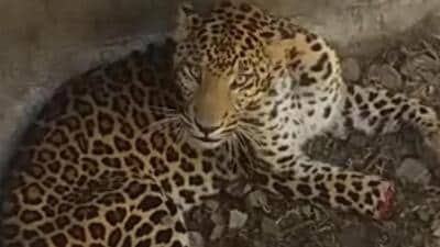 Three species of wildlife have been finalised for the Safari. These include animals from the cat and dog families such as leopards. (HT PHOTO) Three species of wildlife have been finalised for the Safari. These include animals from the cat and dog families such as leopards. (HT PHOTO)