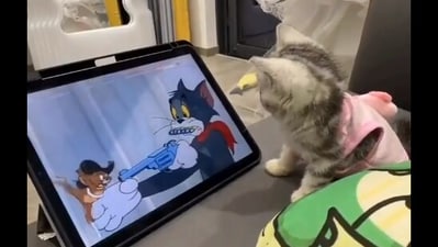 The image shows a kitten watching the Tom and Jerry show. (Screengrab) The image shows a kitten watching the Tom and Jerry show. (Screengrab)