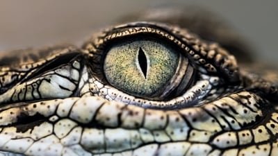 A crocodile attacked a man when he went to do some fencing near the Finniss River in Australia. (Unsplash/@davidclode) A crocodile attacked a man when he went to do some fencing near the Finniss River in Australia. (Unsplash/@davidclode)