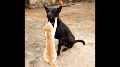 Cat giving massage to a dog using its paws. (X/@buitengebieden) Cat giving massage to a dog using its paws. (X/@buitengebieden)